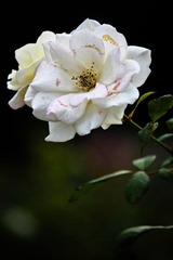 IMG_8515.jpg
