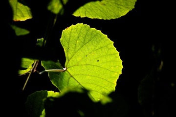 IMG_8574.jpg