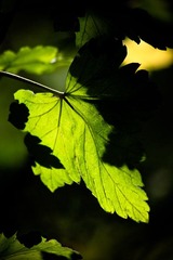IMG_8588.jpg