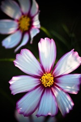 IMG_8764.jpg