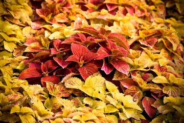 IMG_8826.jpg
