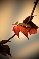 IMG_8853.jpg