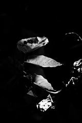 IMG_8566-2.jpg