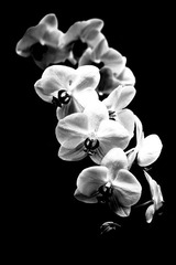 IMG_8815-2.jpg