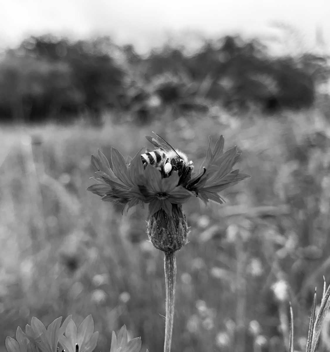 孤独患者第二期灰色系图片