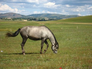 IMG_1676.JPG