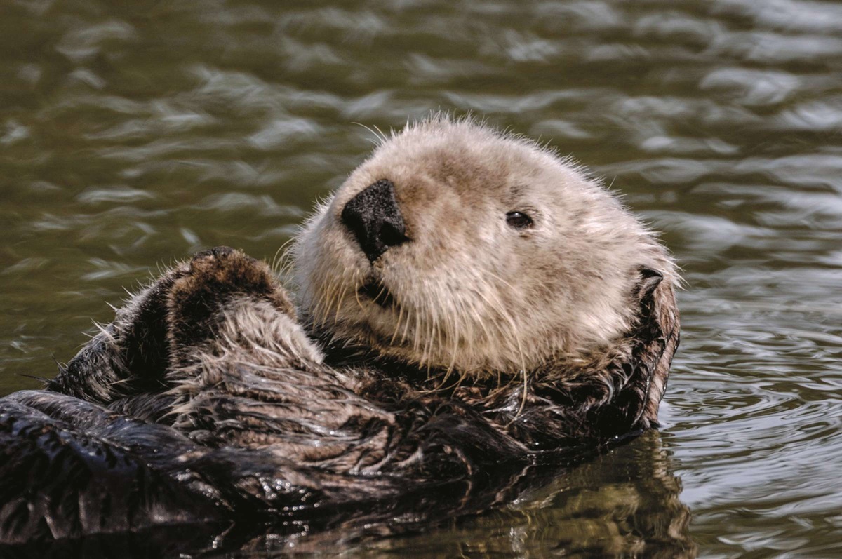 海獭的前臂下方有松弛的皮肤所形成的囊袋能让它们存放用来敲开贝类的