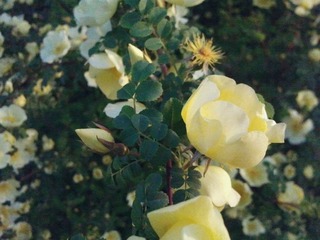 IMG_20130410_180914.jpg
