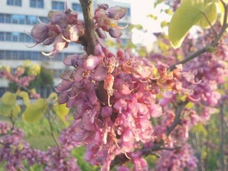 IMG_20130410_180106.jpg