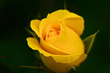 6-IMG_1465.jpg