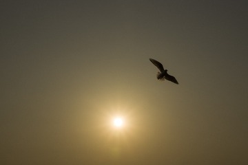 _DSC0990