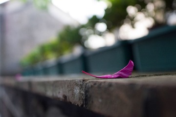 _DSC0452