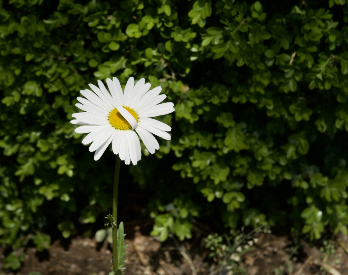 被风亲吻的小花