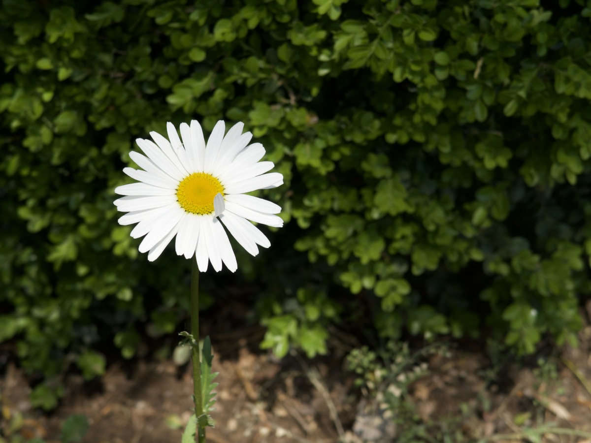 被风吹乱头发的小雏菊
