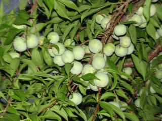 29050