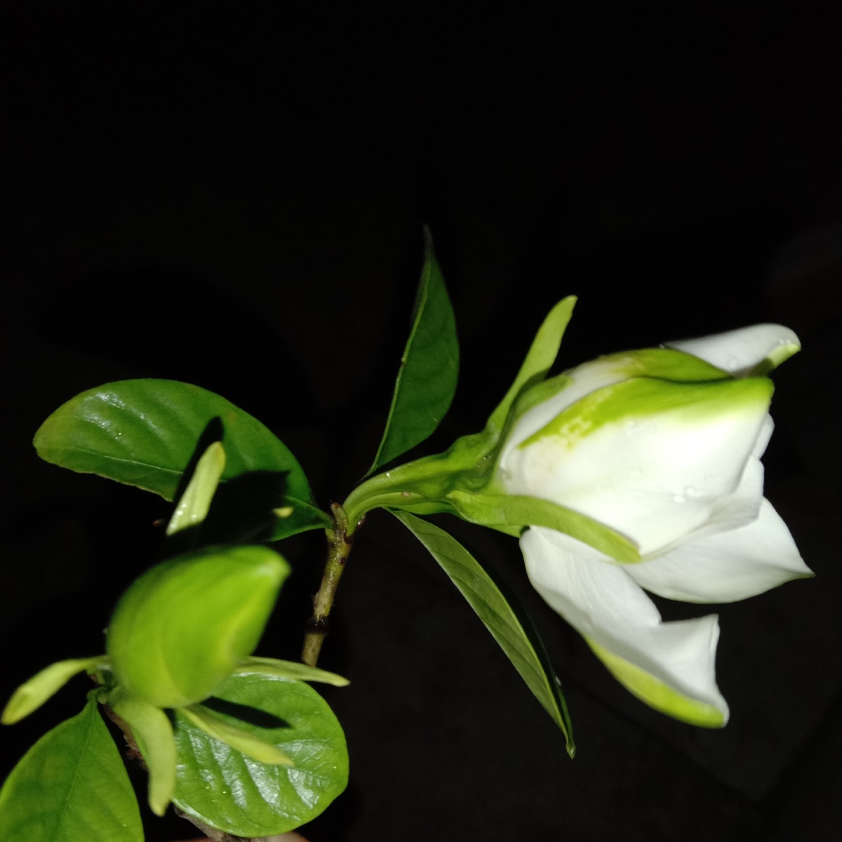 夜晚中的栀子花