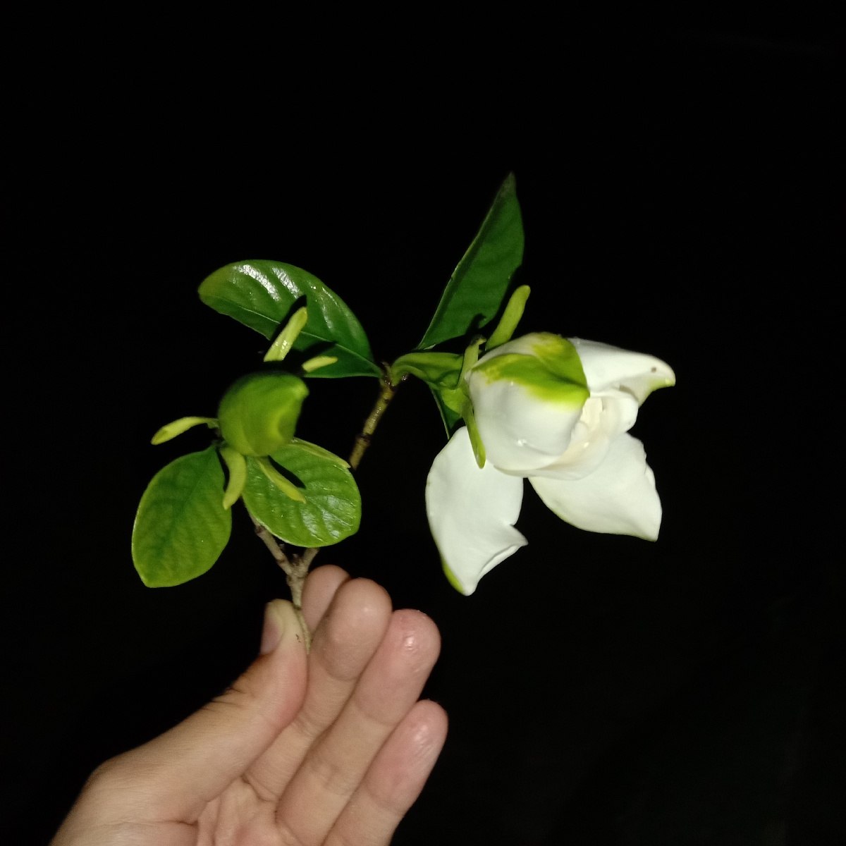 夜晚中的栀子花