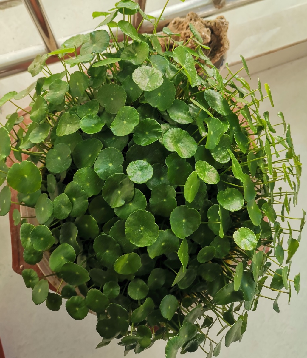 铜钱草爆盆 - 麦禾儿 - 图虫