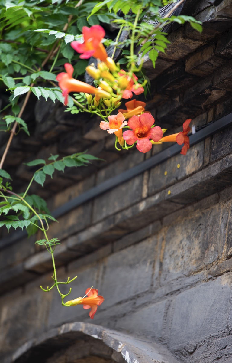 老门东的凌霄花