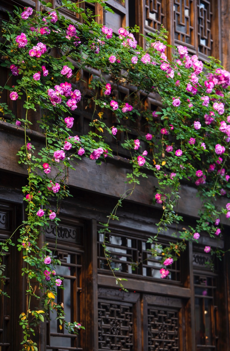 老门东的蔷薇花