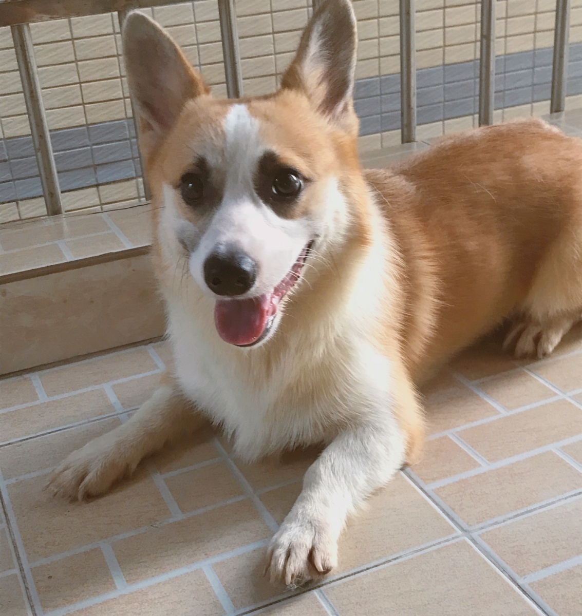 谢谢你陪伴了着么久我最可爱的小傻狗78