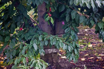 BING CHERRIES
