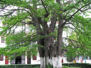IMG_0068.JPG