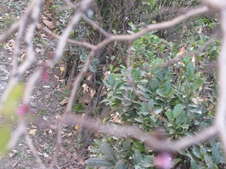 IMG_0484.JPG