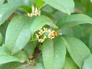 IMG_2526.JPG