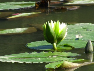 IMG_2561.JPG
