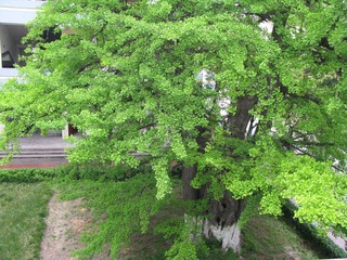 IMG_0050.JPG