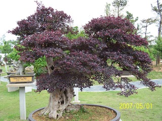 黄山2007五一节 032.jpg