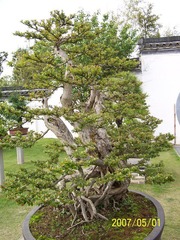 黄山2007五一节 033.jpg