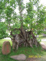 黄山2007五一节 035.jpg