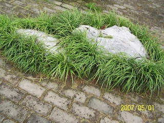 黄山2007五一节 048.jpg