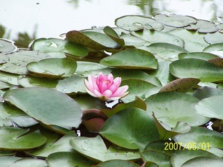 黄山2007五一节 051.jpg
