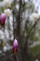 DSC_0043--.jpg