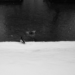 DSCF0954--