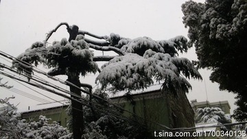 被大雪压弯的老树