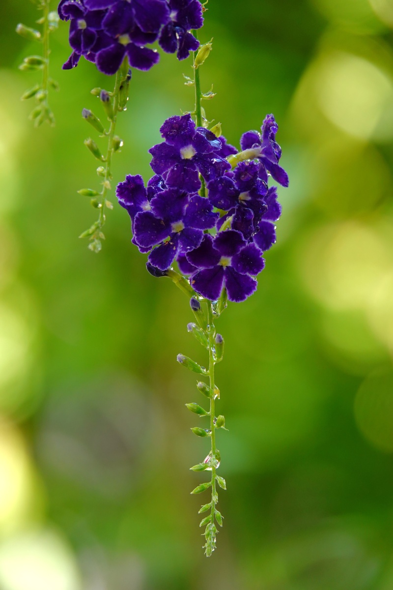 香水连翘蕾丝金露花 - 西蒙风 - 图虫