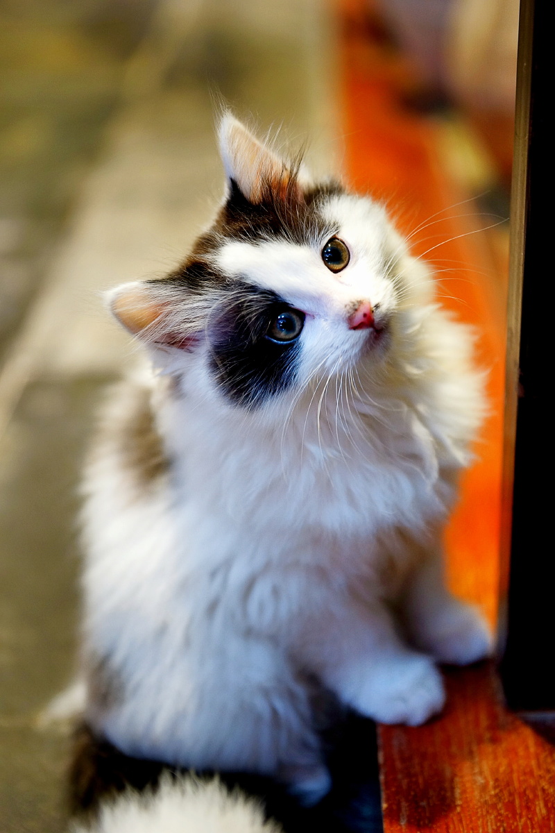 萌萌哒的猫星人