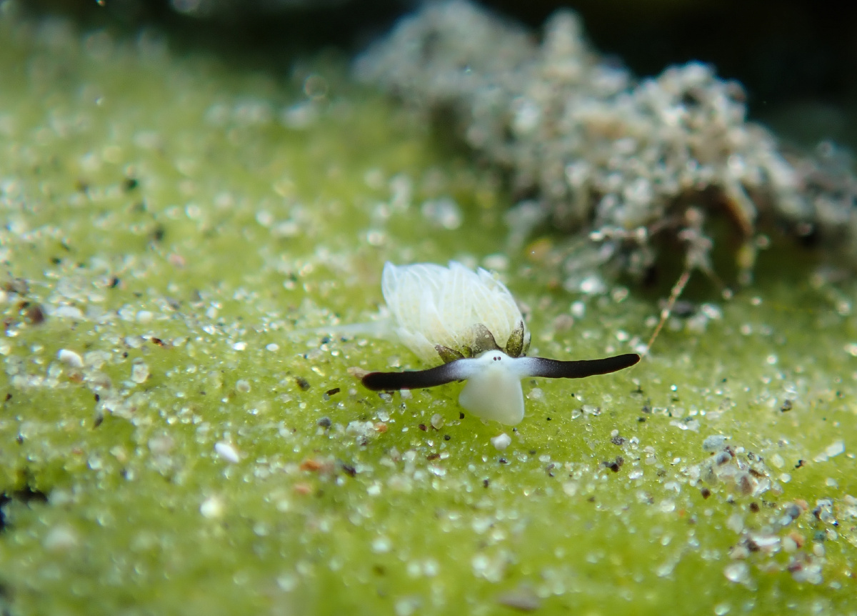 比米粒还小的绵羊海兔