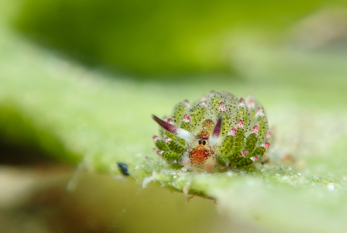 比米粒还小的绵羊海兔