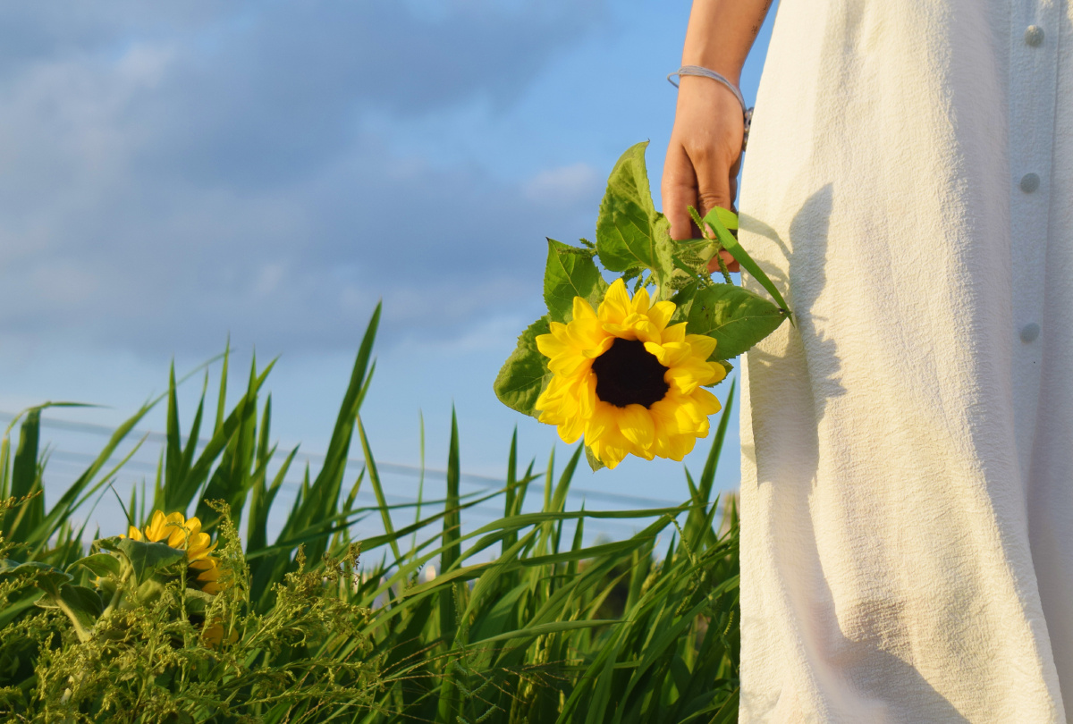 六月的稻田少女的白色裙摆手里的向日葵都是夏天最美好的