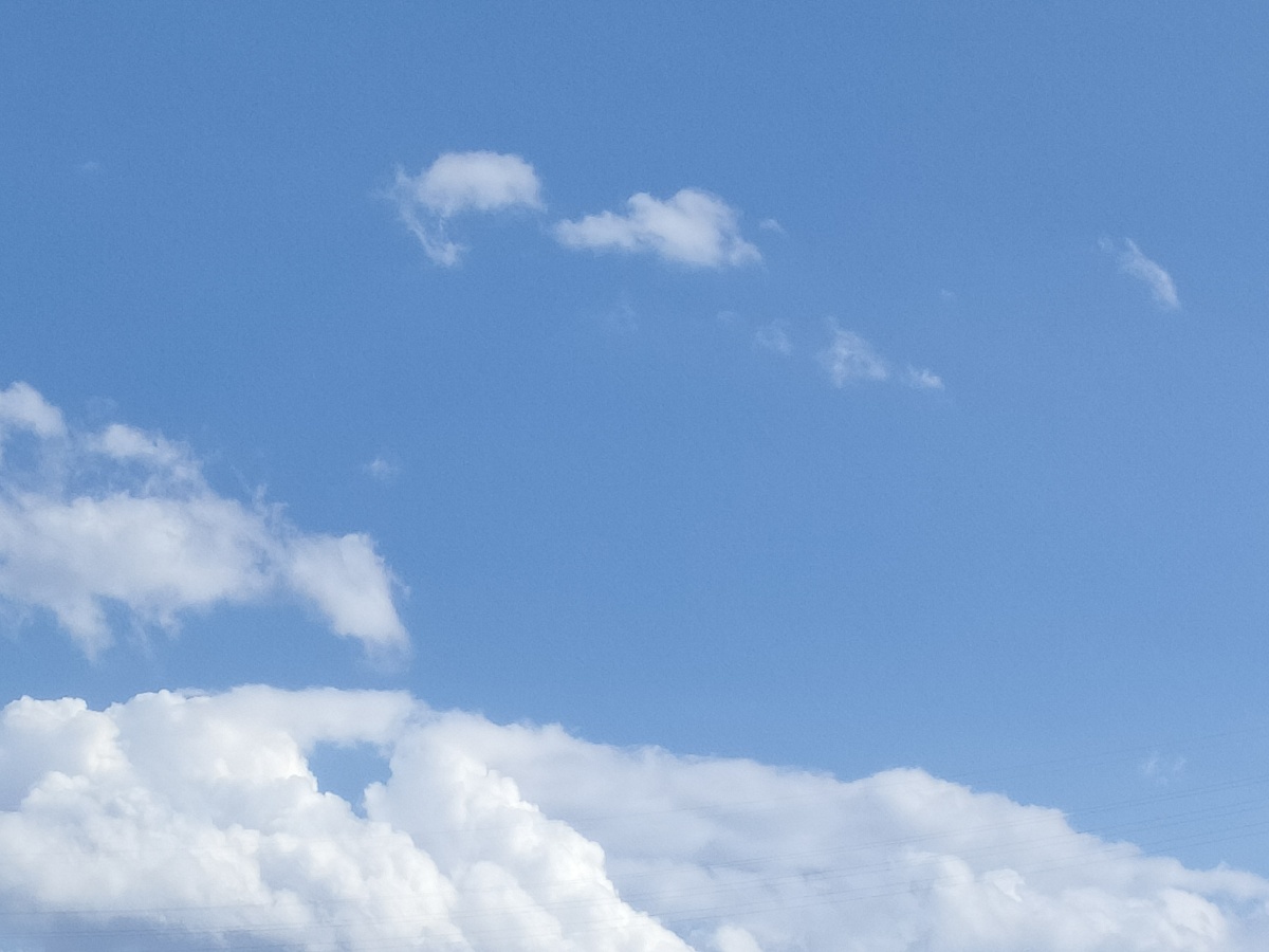 清澈纯净的天空被洁白的云朵儿与微小的雀儿点缀着露出了生命气息一切