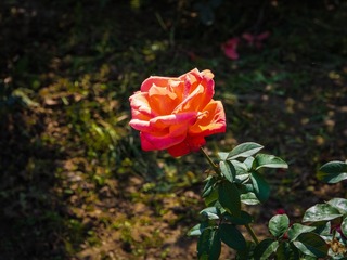 6EC7EDA2-3DEA-4ADF-9D45-B320511349DC/L0/001