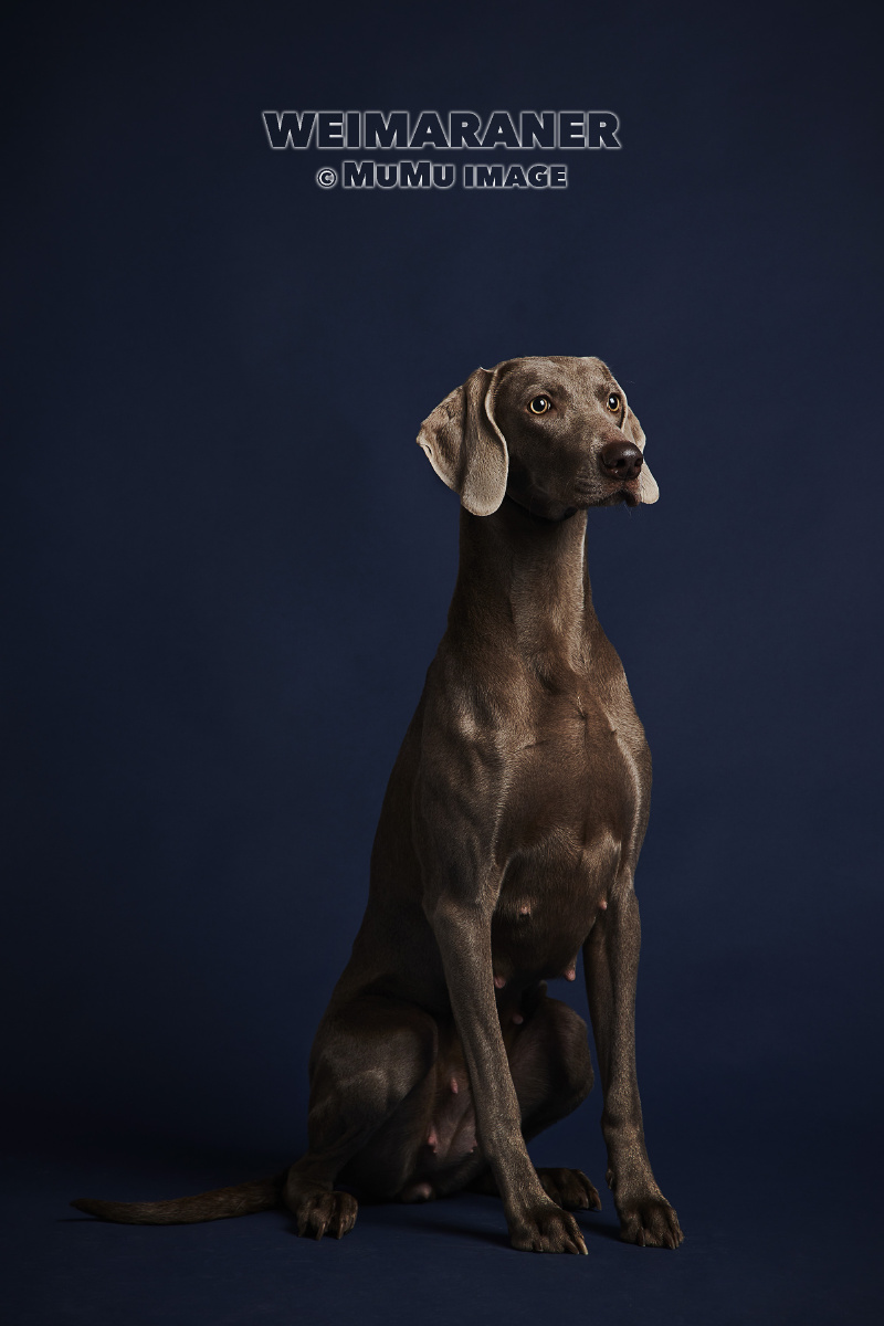 魏玛猎犬 - 穆牧摄影 - 图虫