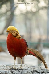 红腹锦鸡-10.jpg