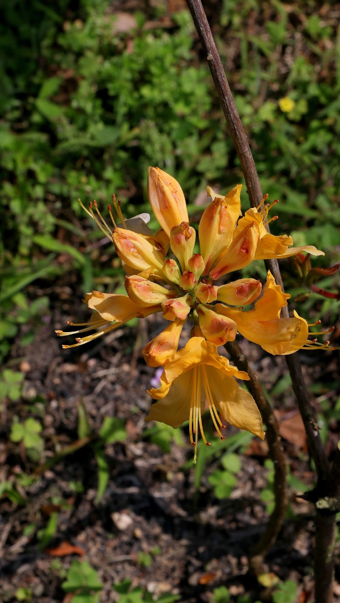 羊踯躅 - 鹏穗cen2日月摄影 - 图虫