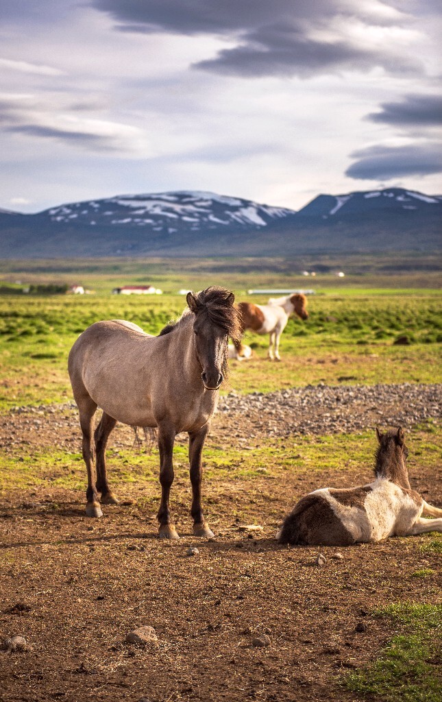 icelandic horse